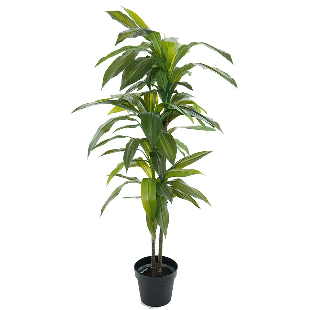 Dracena-Baum 100 cm