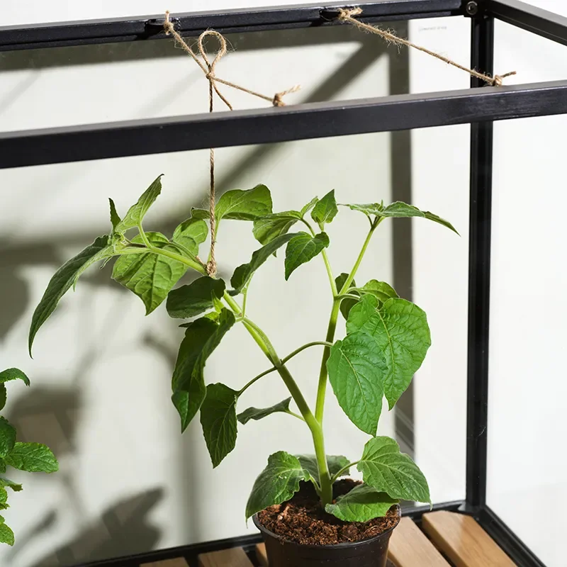 Grower Greens pflanzenschrank S schwarz 