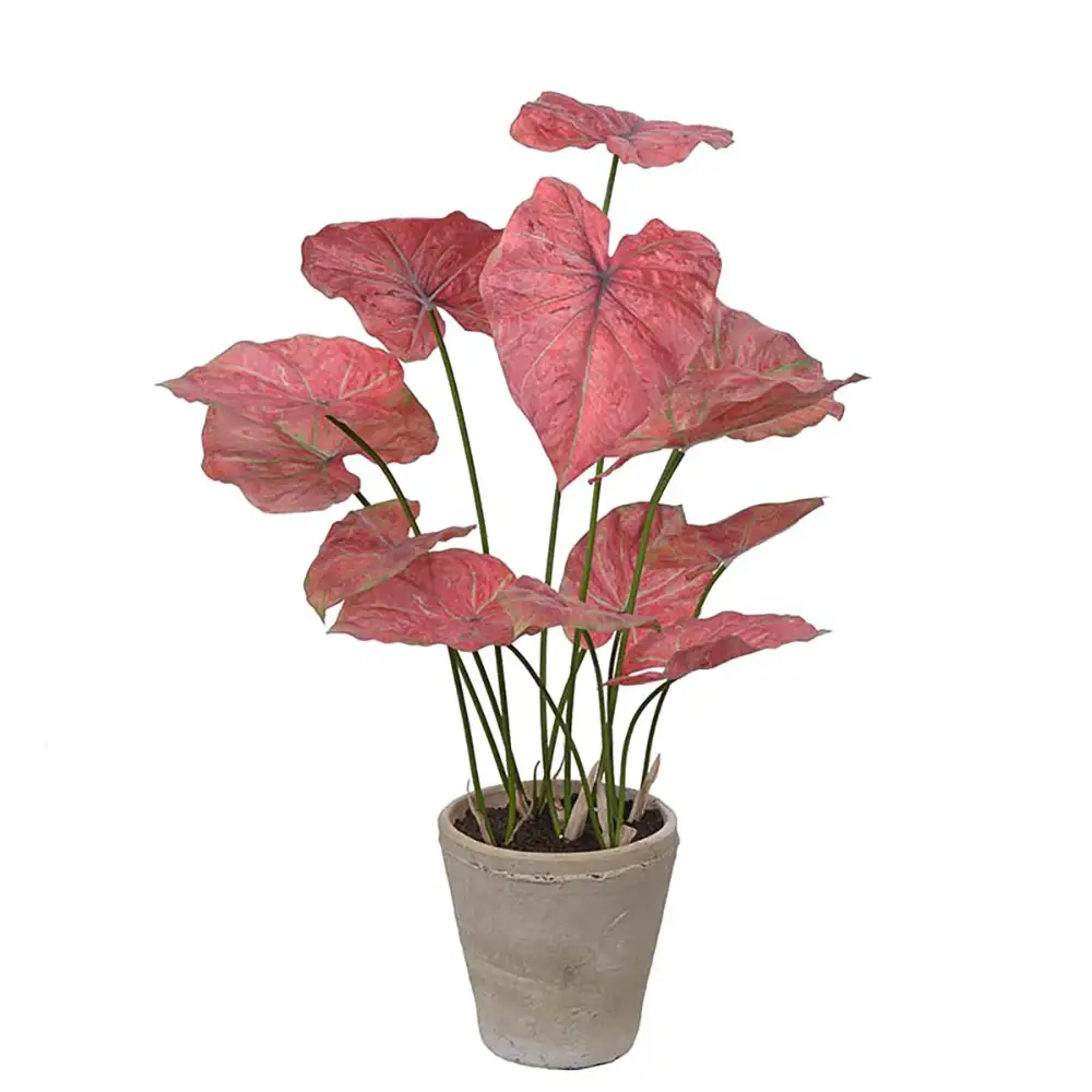 Caladium Topfpflanze 80 cm Rosa