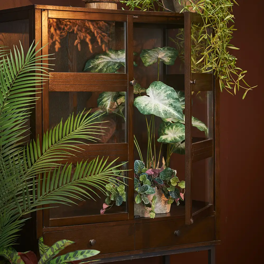 Caladium Topfpflanze 80 cm