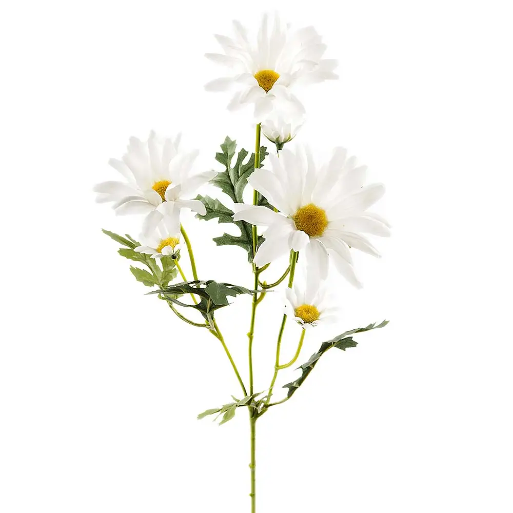 Gänseblümchen-Schnittblume 50 cm Weiß