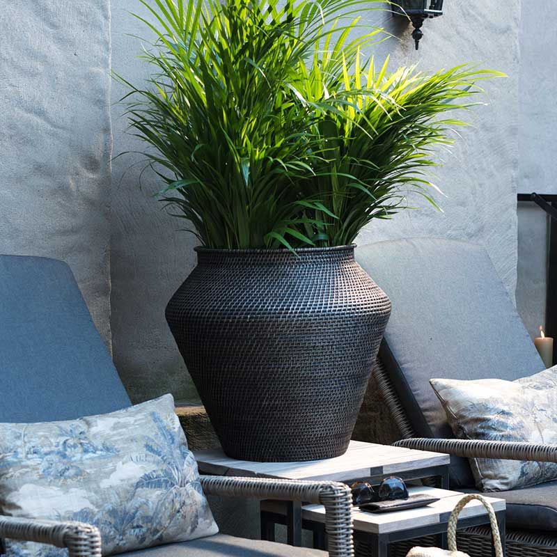 Amazonas Schlange Korg L Braun