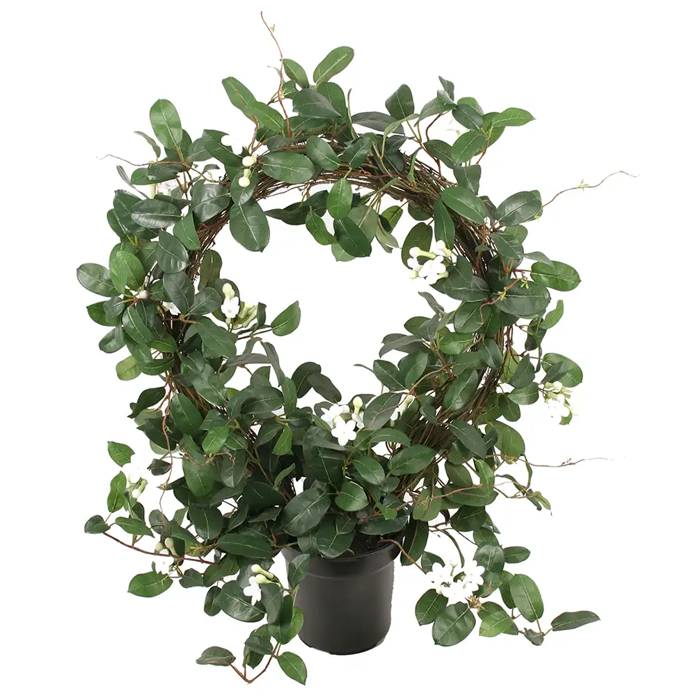 Stephanotis Topfpflanze 75 cm Weiß
