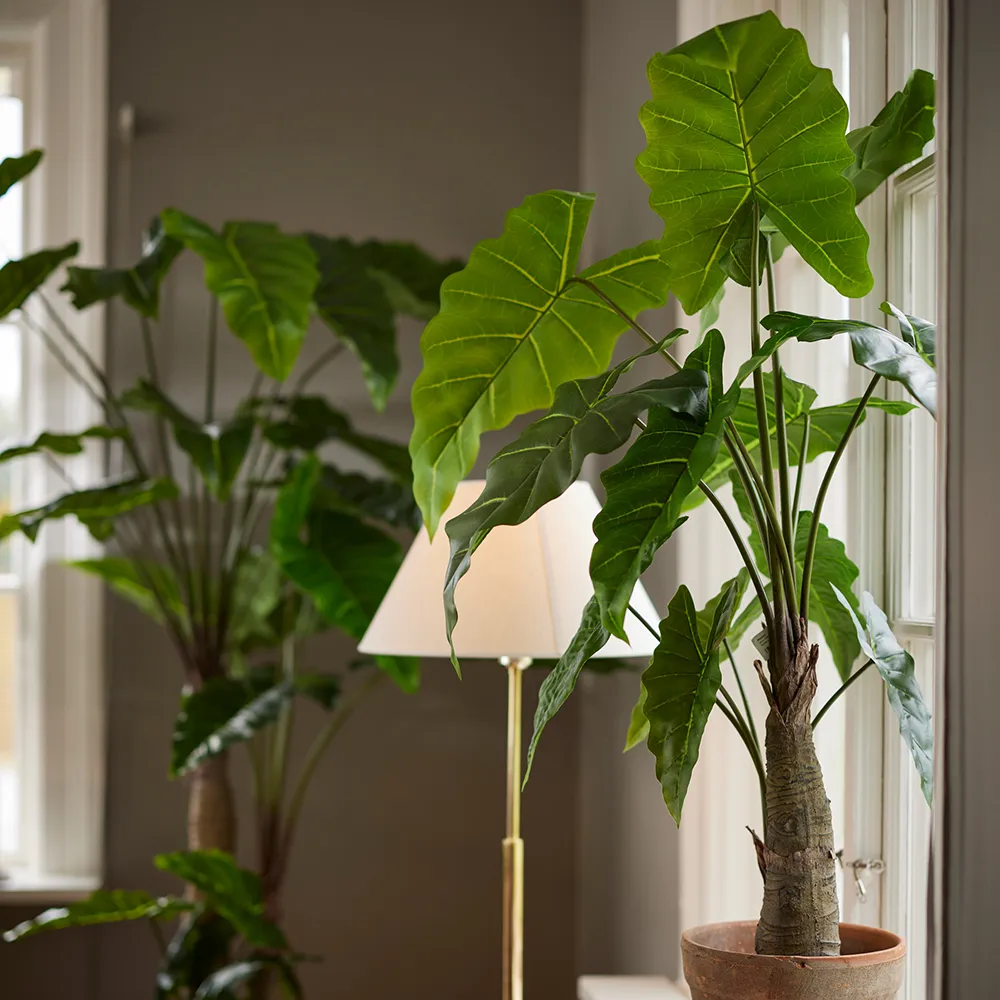  Alocasia-Baum 150 cm