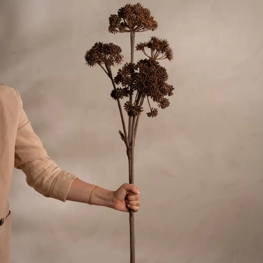 Angelica Brown Schnittpflanze 125 cm