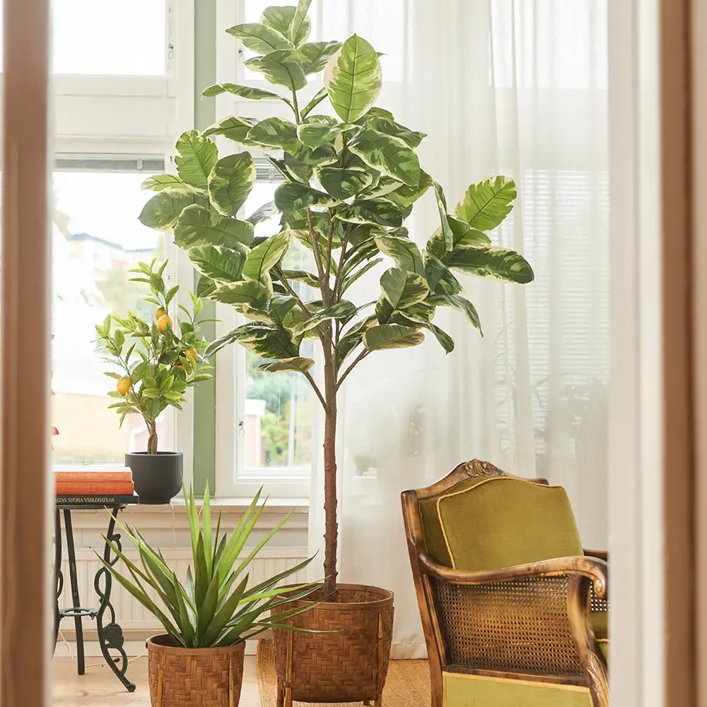 Fikus Elastica 220 cm