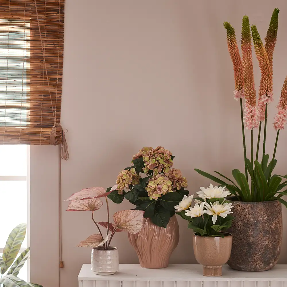 Steppenlilie Topfpflanze 95 cm Rosa