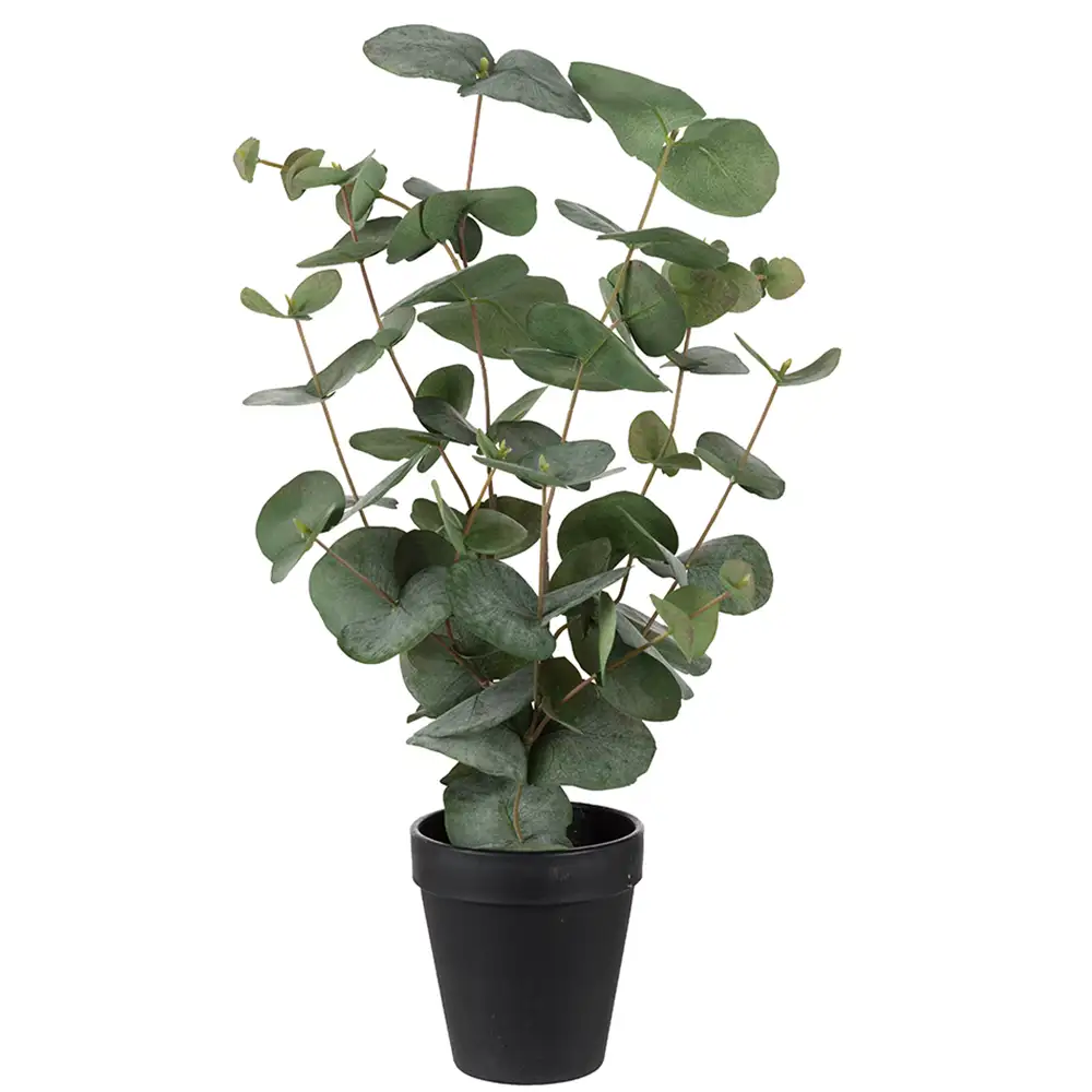 Eukalyptus Topfpflanze 55 cm