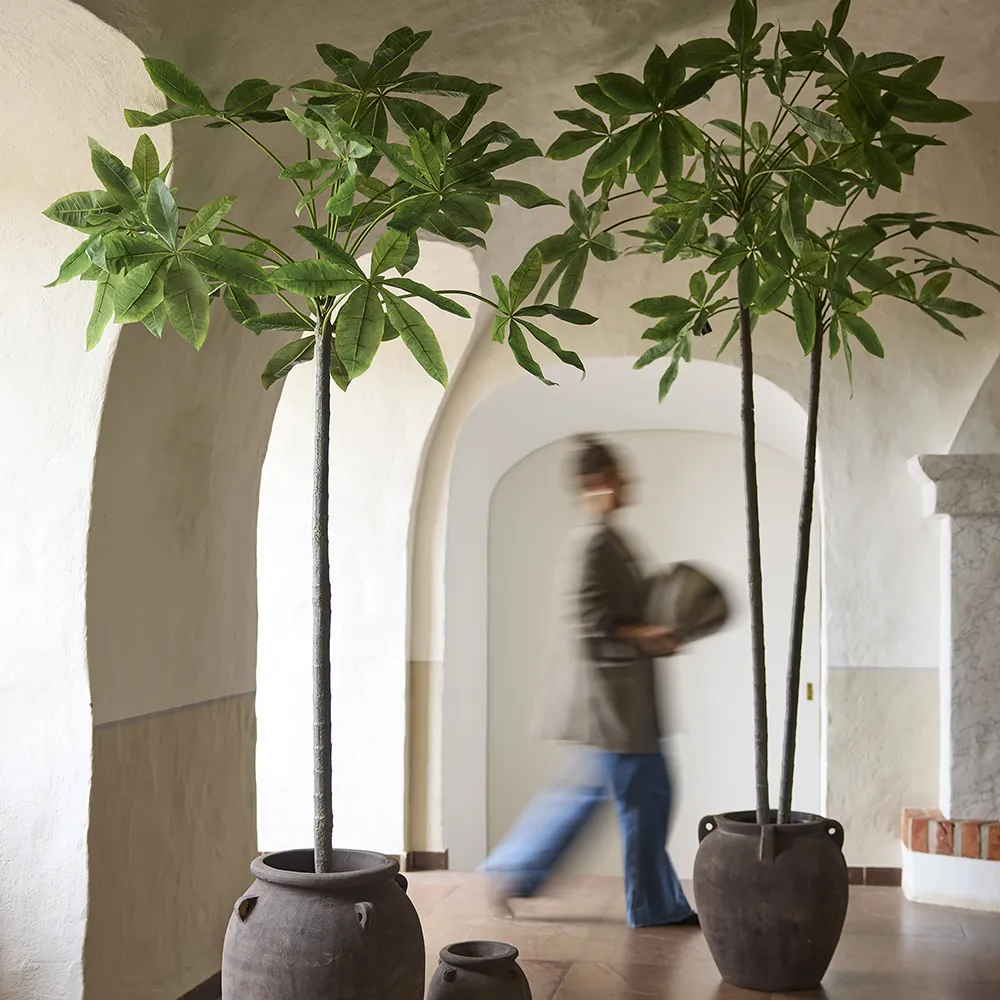  Pachira-Baum im Topf 270 cm