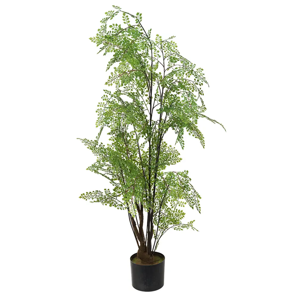 Adiantum-Baum 110 cm
