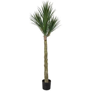 Yucca Rostrata Baum 180 cm