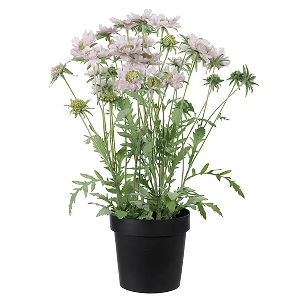 Scabiosa Topfpflanze 70 cm Rosa