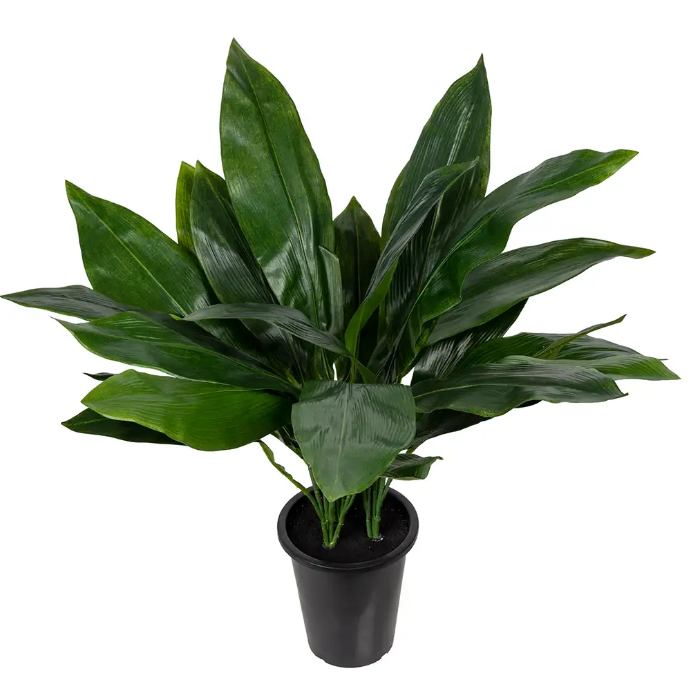 Aspidistra Topfpflanze 75 cm