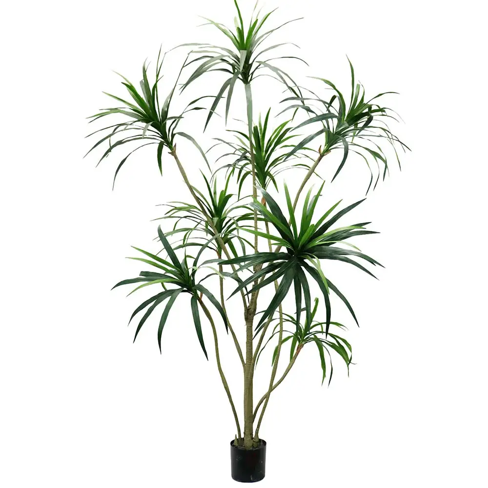  Dracena-Palme 240 cm