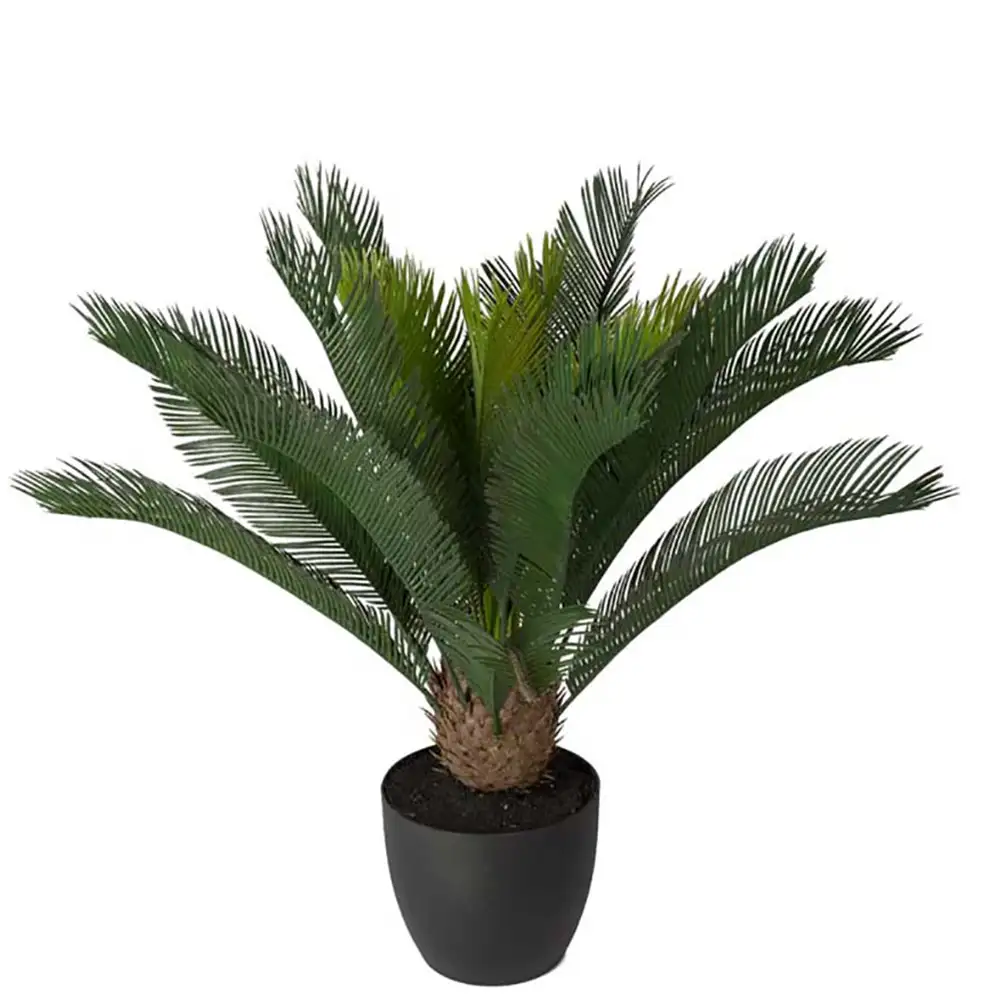 Cycas Topfpflanze 70 cm 