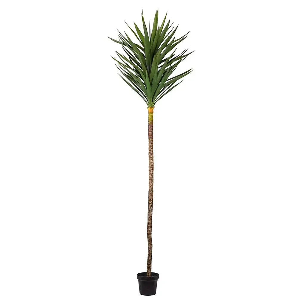 Yucca-Baum 250 cm