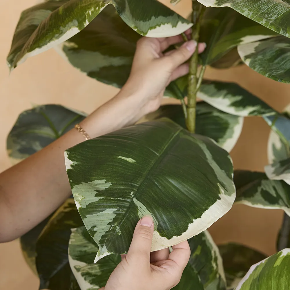 Fikus Elastica 220 cm