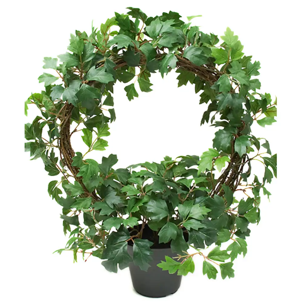 Cissus Topfpflanze 45 cm