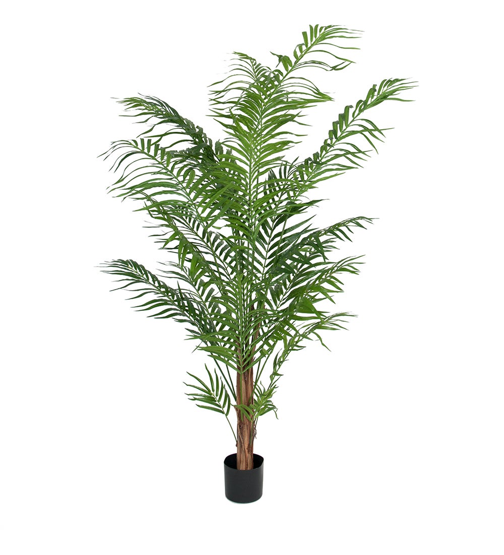 Areca-Palme 180 cm