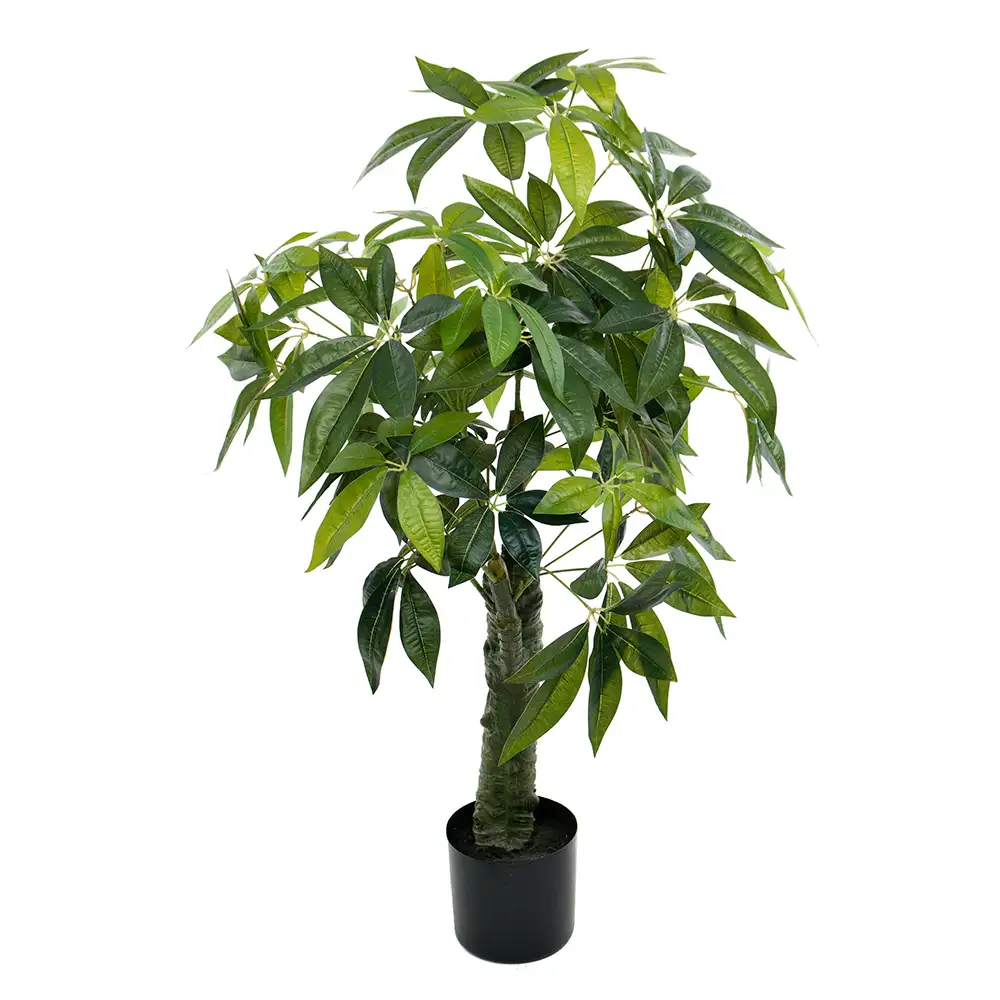 Pachira Baum 120 cm 
