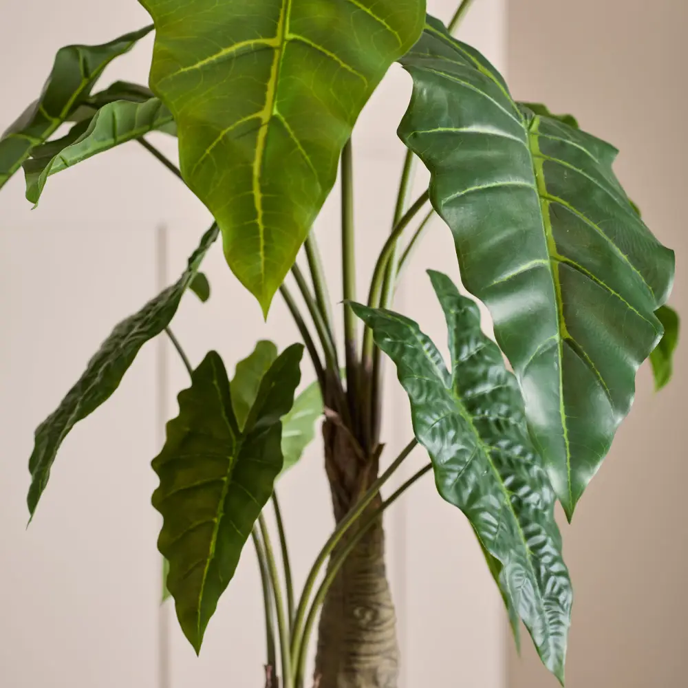  Alocasia-Baum, 120 cm