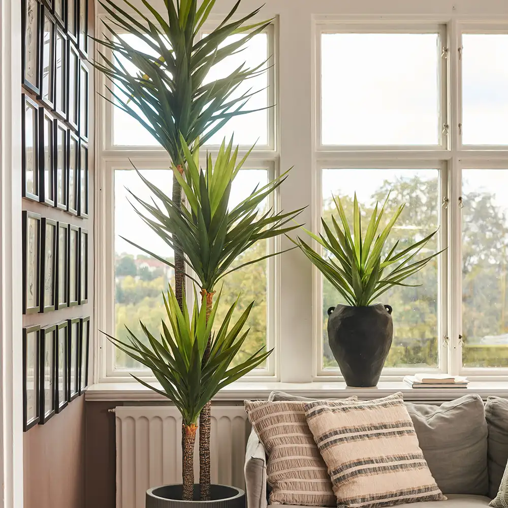 Yucca Rostrata Baum 150 cm