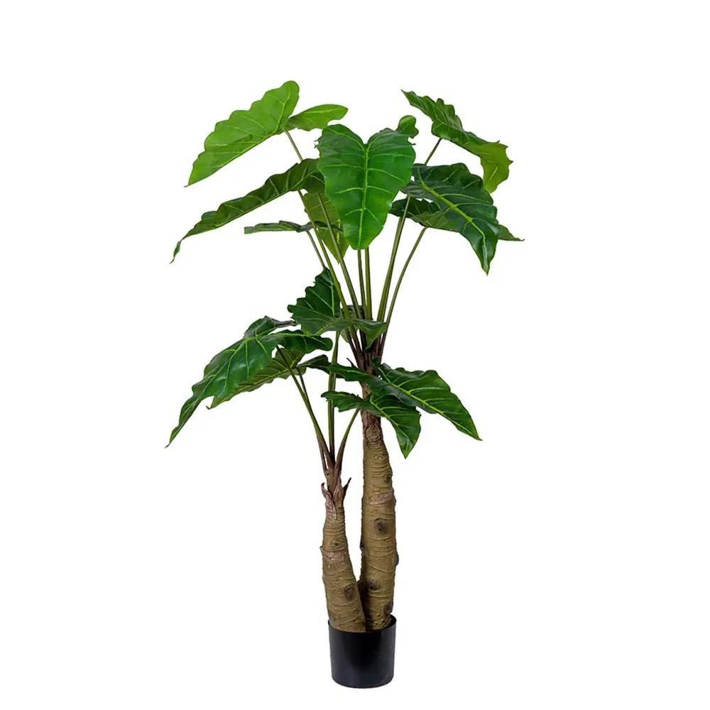  Alocasia-Baum 150 cm