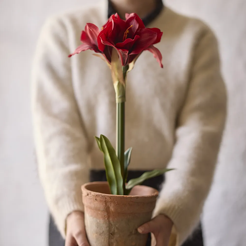 Amaryllis 90 cm Rot