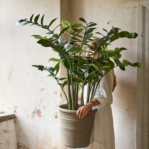  Zamifolia im Topf 120 cm