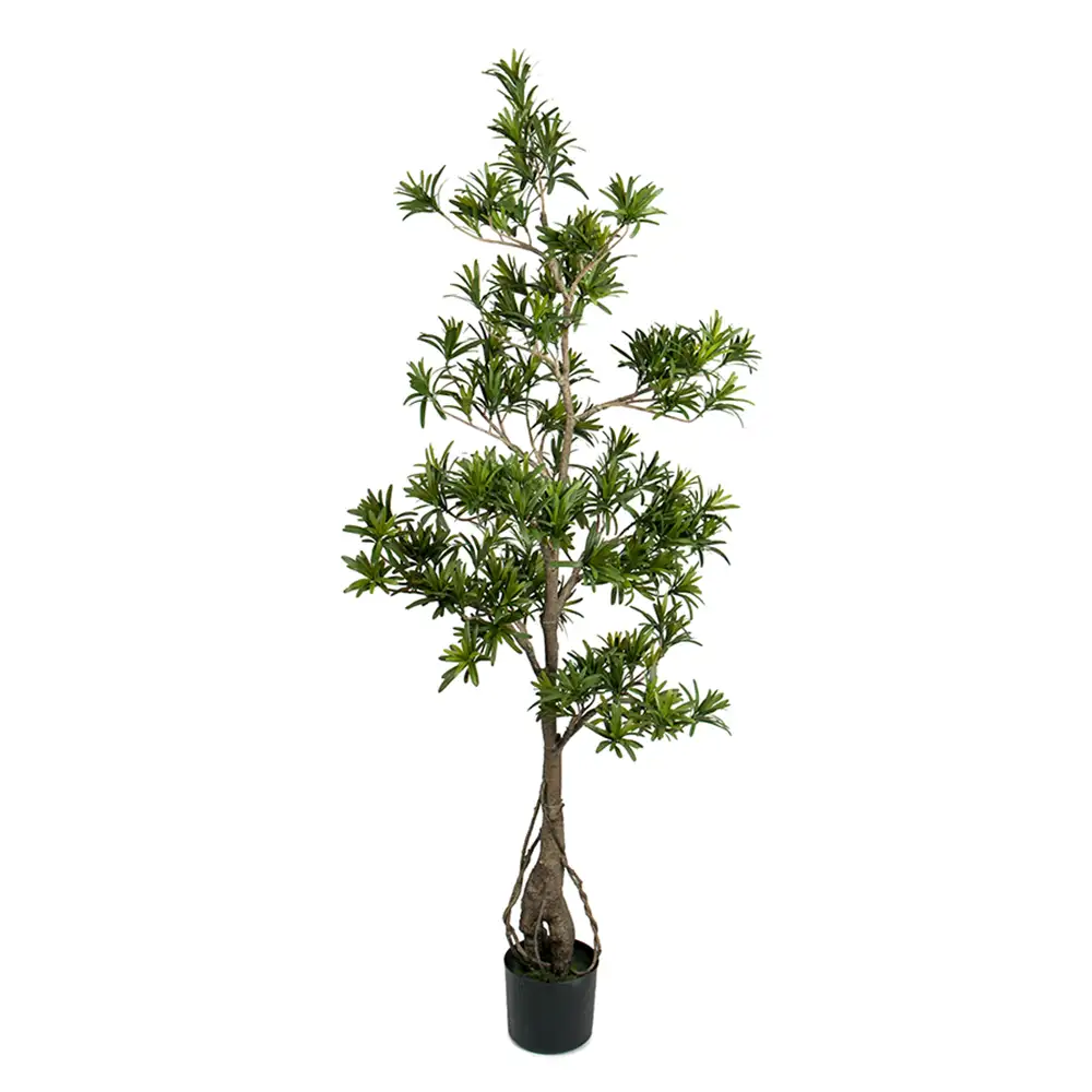 Podocarpus-Baum 150 cm