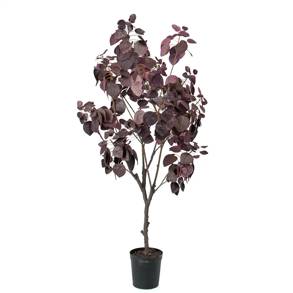Cotinus-Baum 140 cm