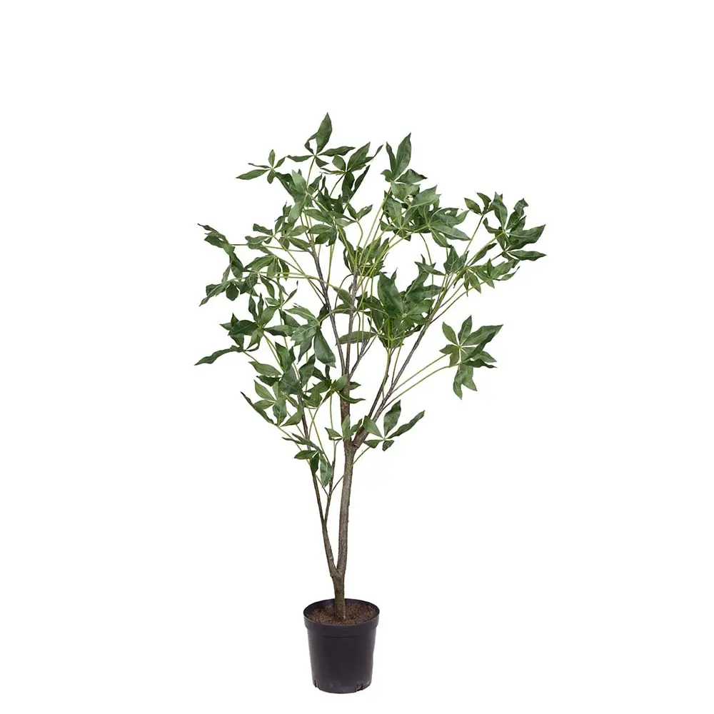  Pachira-Baum im Topf 140 cm