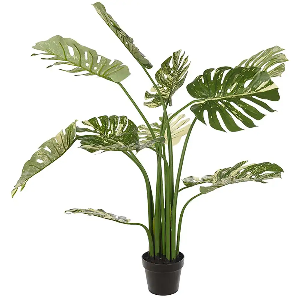 Monstera 110 cm Grün