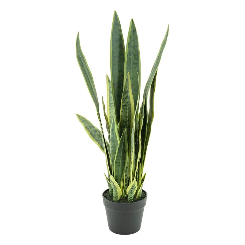 Sansevieria 25.5x25.5x78 cm