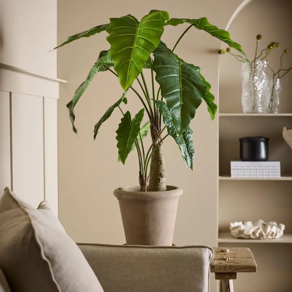  Alocasia-Baum, 120 cm