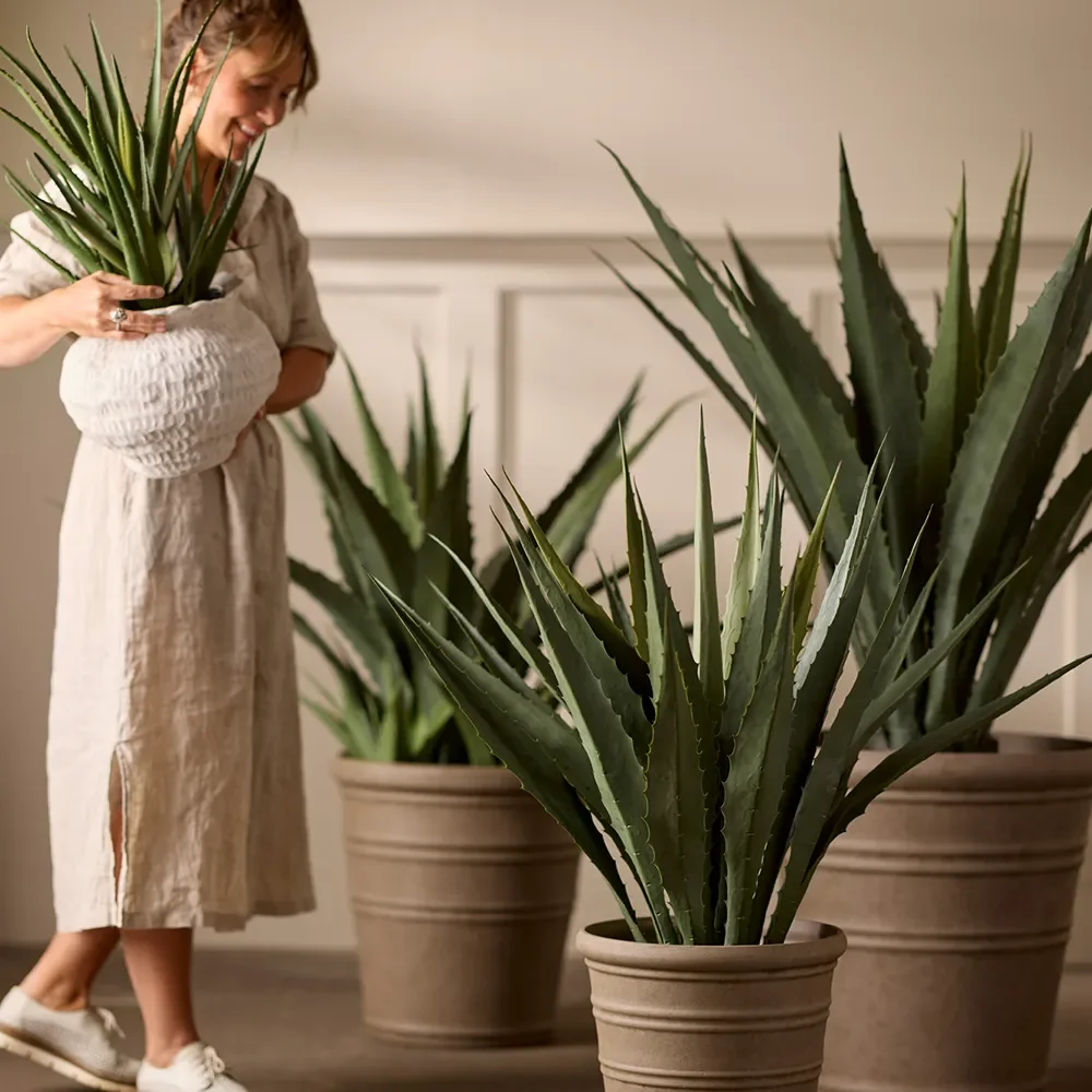 Aloe Topfpflanze 55 cm