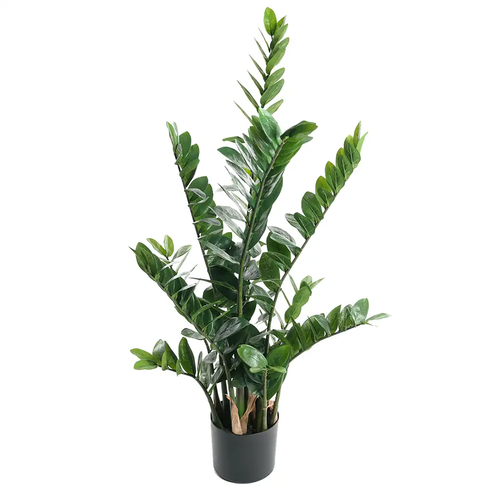 Zamifolia Topfpflanze 110 cm