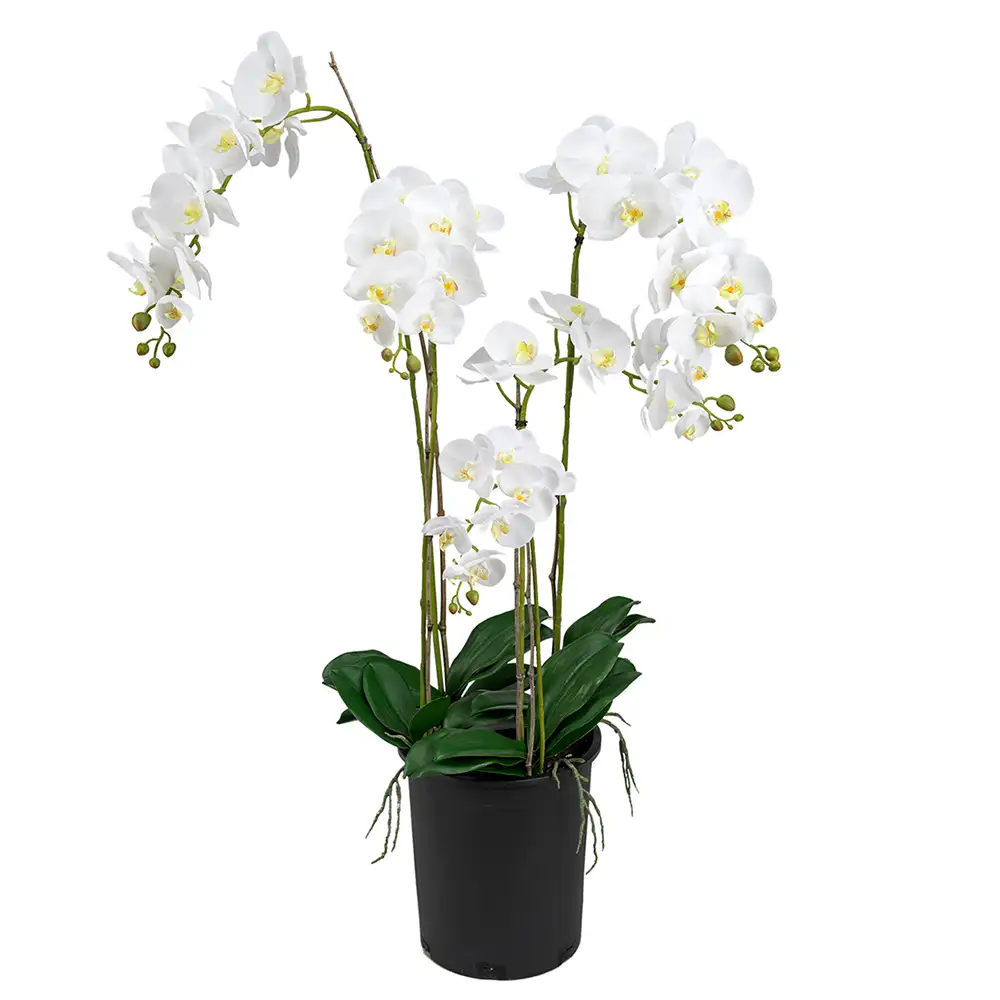 Phalaenopsis Orchidee 130 cm Weiß