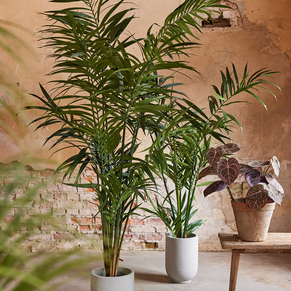 Kentia-Palme 240 cm