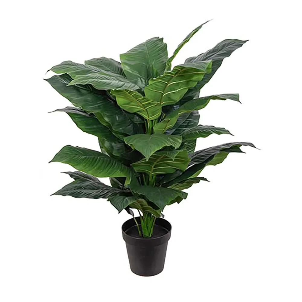  Spathiphyllum-Baum 120 cm