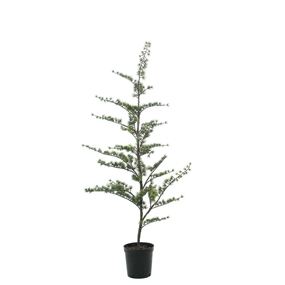  Zedernbaum im Topf 150 cm