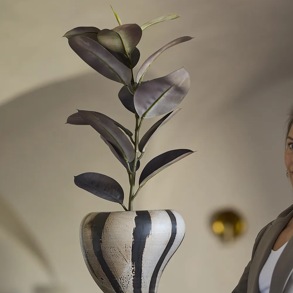  Ficus Elastica Topfpflanze 80 cm