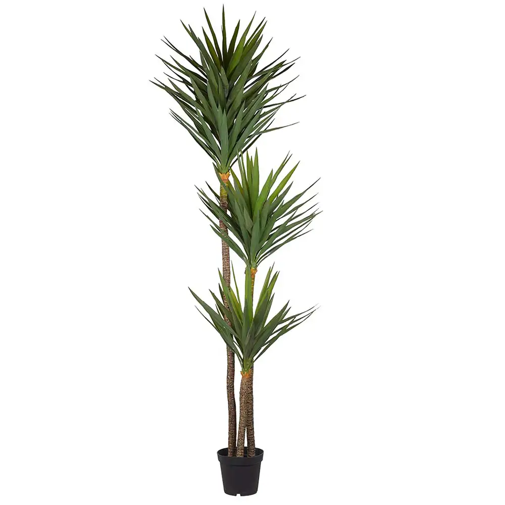Yucca-Baum 250 cm Grün