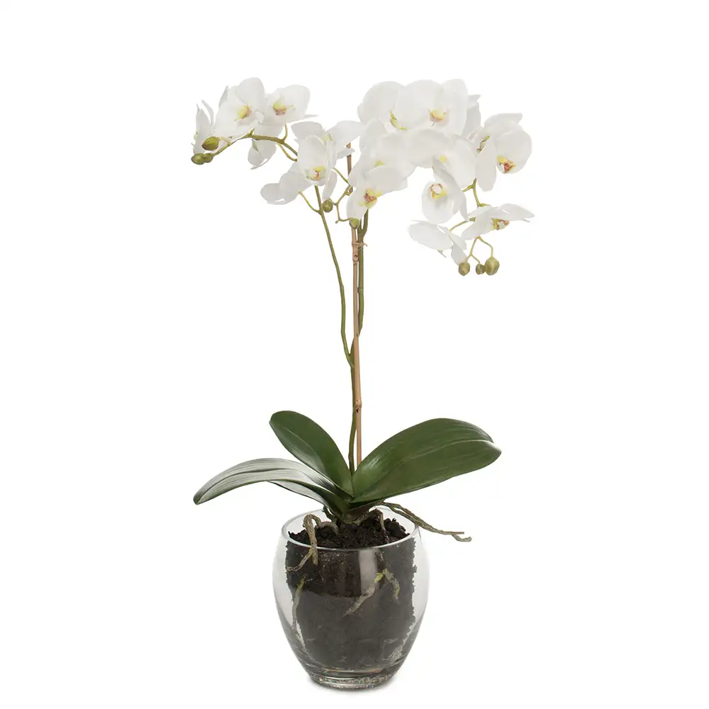 Phalaenopsis Orchidee 65 cm Weiß